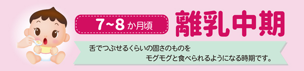 7～8ヵ月頃 離乳中期